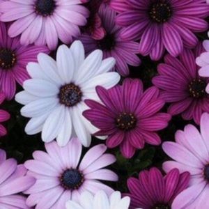 Meet your Posher, Maj